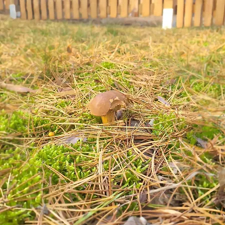 Pelen Szczescia Borsk