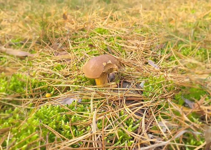 Pelen Szczescia Borsk